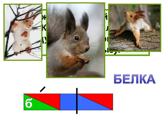 Хожу в пушистой шубе,  Живу в густом лесу.  В дупле на старом дубе  Орешки я грызу. 