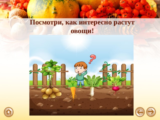 Посмотри, как интересно растут овощи! 