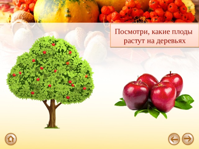 Посмотри, какие плоды растут на деревьях 