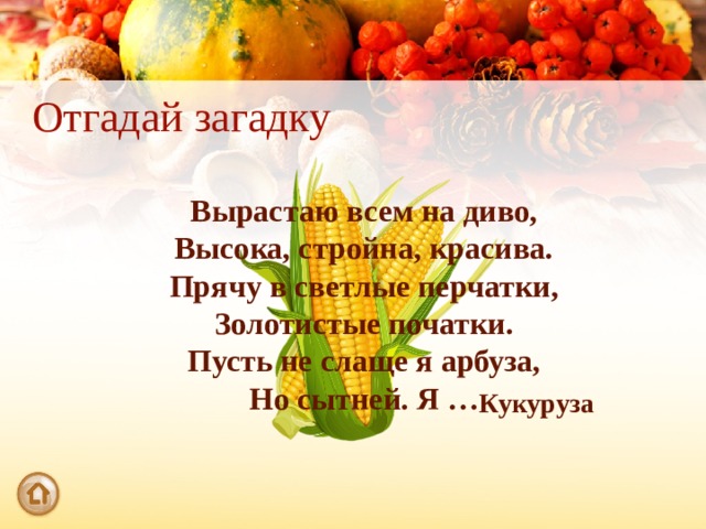 Отгадай загадку Вырастаю всем на диво, Высока, стройна, красива. Прячу в светлые перчатки, Золотистые початки. Пусть не слаще я арбуза, Но сытней. Я … Кукуруза 