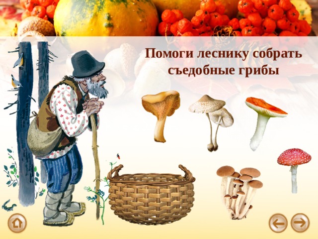 Помоги леснику собрать съедобные грибы 