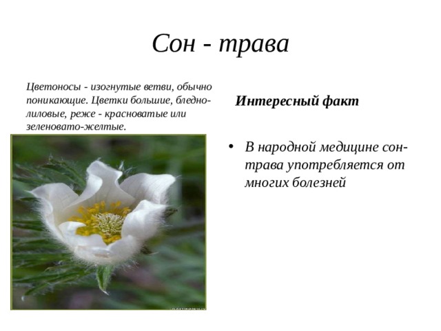 Сон - трава Цветоносы - изогнутые ветви, обычно поникающие. Цветки большие, бледно-лиловые, реже - красноватые или зеленовато-желтые. Интересный факт В народной медицине сон-трава употребляется от многих болезней 