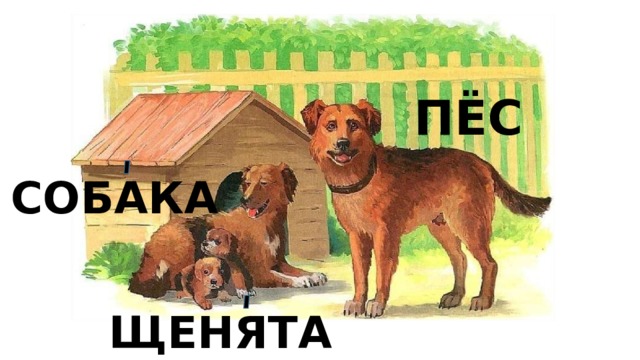 ПЁС СОБАКА ЩЕНЯТА 