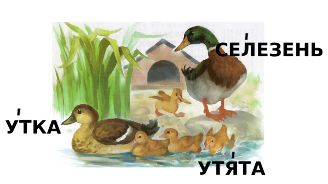 СЕЛЕЗЕНЬ УТКА УТЯТА 