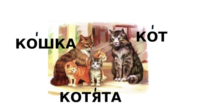 КОТ КОШКА КОТЯТА 