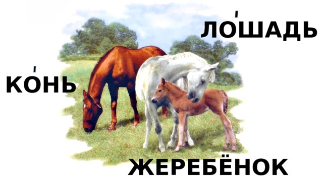 ЛОШАДЬ КОНЬ ЖЕРЕБЁНОК 