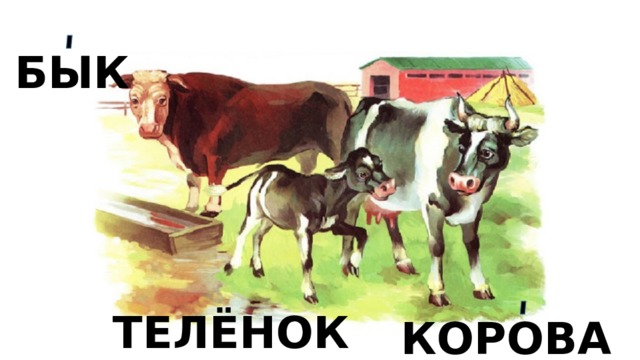 БЫК ТЕЛЁНОК КОРОВА 