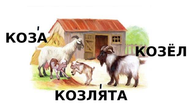 КОЗА КОЗЁЛ КОЗЛЯТА 