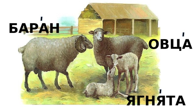БАРАН ОВЦА ЯГНЯТА 