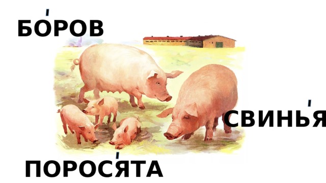 БОРОВ СВИНЬЯ ПОРОСЯТА 