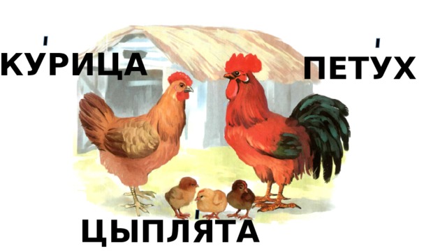 КУРИЦА ПЕТУХ ЦЫПЛЯТА 