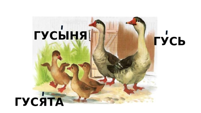 ГУСЫНЯ ГУСЬ ГУСЯТА 