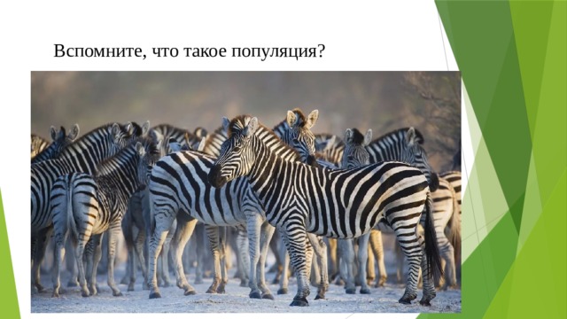 Вспомните, что такое популяция? 