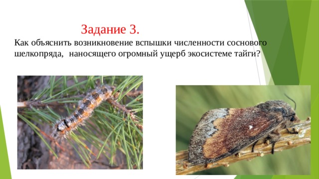 Задание 3. Как объяснить возникновение вспышки численности соснового шелкопряда,  наносящего огромный ущерб экосистеме тайги? 