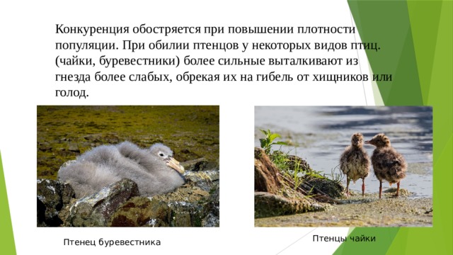 Конкуренция обостряется при повышении плотности популяции. При обилии птенцов у некоторых видов птиц. (чайки, буревестники) более сильные выталкивают из гнезда более слабых, обрекая их на гибель от хищников или голод. Птенцы чайки Птенец буревестника 