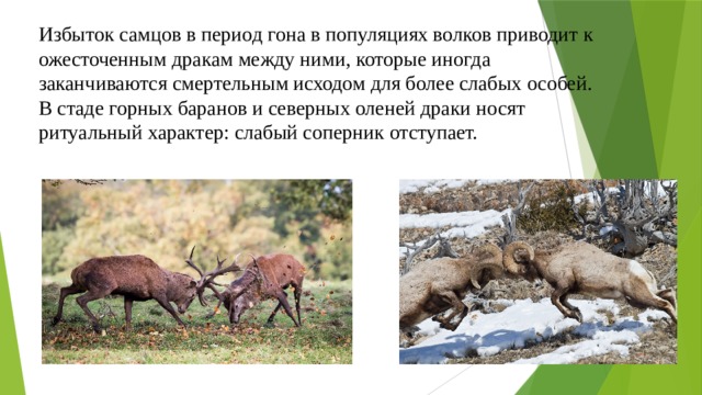 Избыток самцов в период гона в популяциях волков приводит к ожесточенным дракам между ними, которые иногда заканчиваются смертельным исходом для более слабых особей. В стаде горных баранов и северных оленей драки носят ритуальный характер: слабый соперник отступает. 