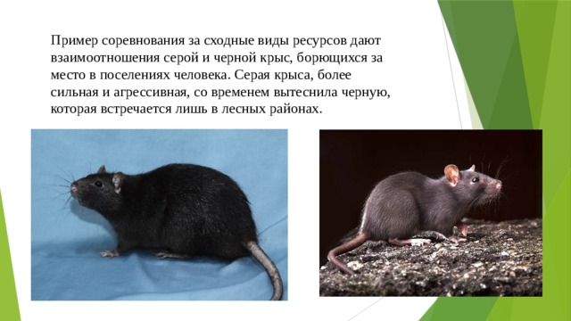 Пример соревнования за сходные виды ресурсов дают взаимоотношения серой и черной крыс, борющихся за место в поселениях человека. Серая крыса, более сильная и агрессивная, со временем вытеснила черную, которая встречается лишь в лесных районах. 