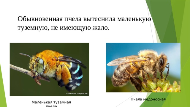 Обыкновенная пчела вытеснила маленькую туземную, не имеющую жало. Пчела медоносная Маленькая туземная пчела 