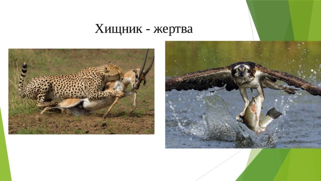Хищник - жертва 