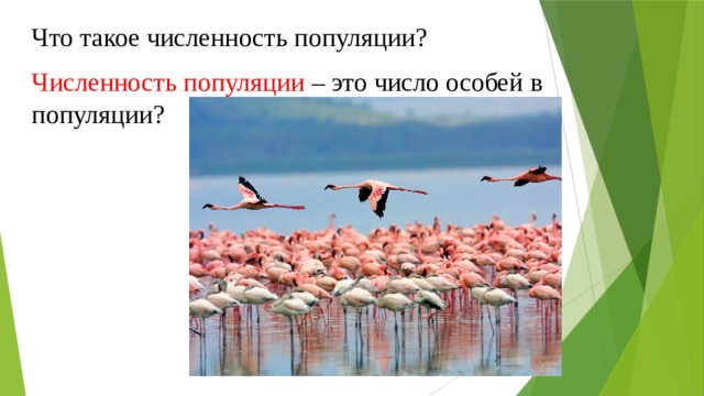 Что такое численность популяции? Численность популяции – это число особей в популяции? 