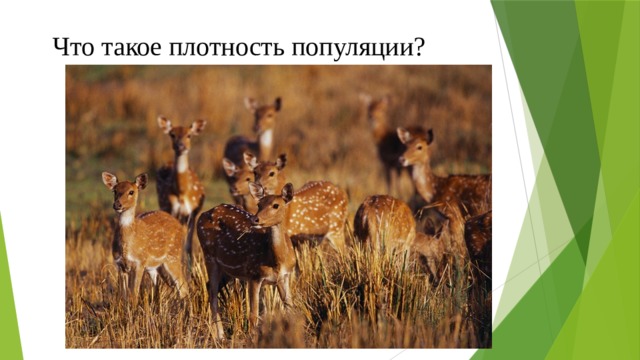 Что такое плотность популяции? 