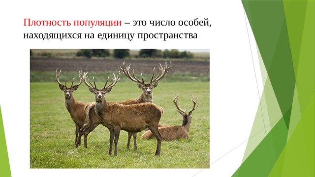 Плотность популяции – это число особей, находящихся на единицу пространства 