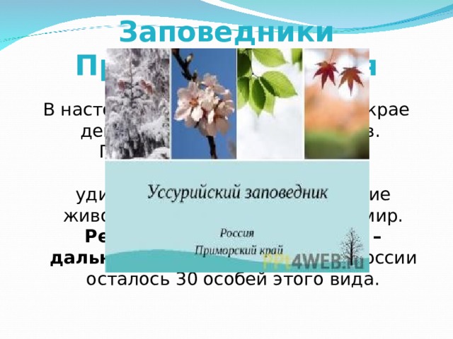Заповедники Приморского края В настоящее время в Приморском крае действует шесть заповедников.  Причудливой формы берега, композиции скал и гротов, удивительные растения и редкие животные. Птицы и подводный мир. Редчайшая кошка планеты – дальневосточный леопард ,  в России осталось 30 особей этого вида. 