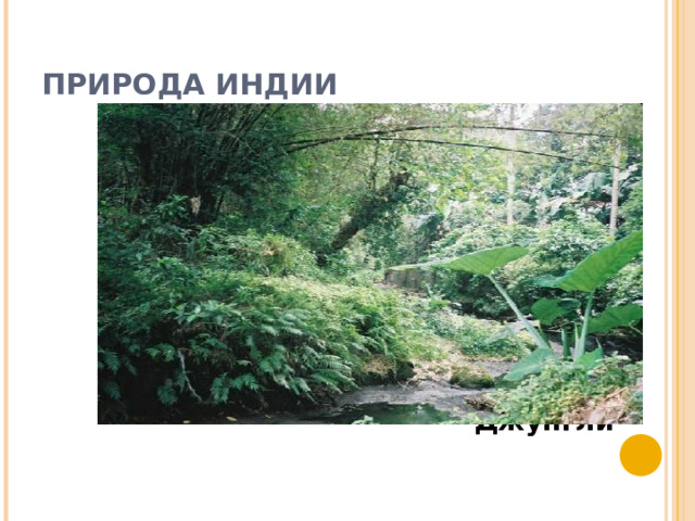 ПРИРОДА ИНДИИ  Джунгли 