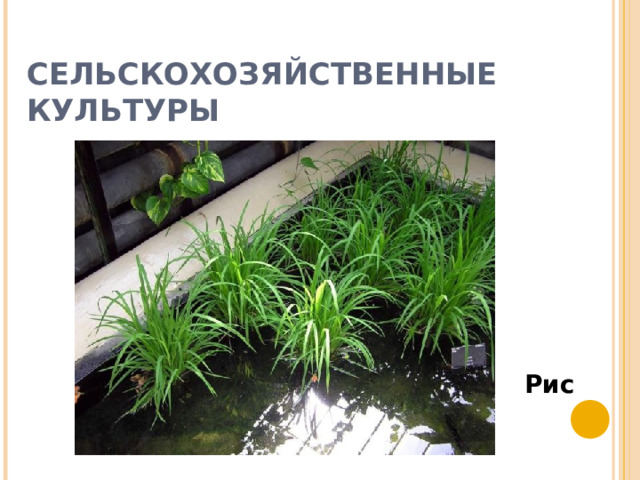 СЕЛЬСКОХОЗЯЙСТВЕННЫЕ КУЛЬТУРЫ Рис 