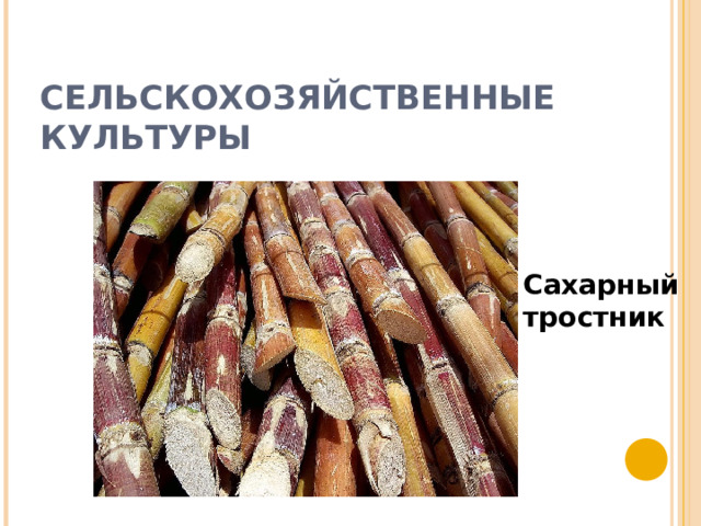 СЕЛЬСКОХОЗЯЙСТВЕННЫЕ КУЛЬТУРЫ Сахарный тростник 