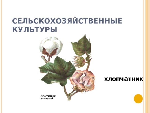 СЕЛЬСКОХОЗЯЙСТВЕННЫЕ КУЛЬТУРЫ хлопчатник 