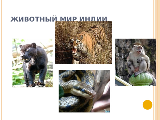 ЖИВОТНЫЙ МИР ИНДИИ 