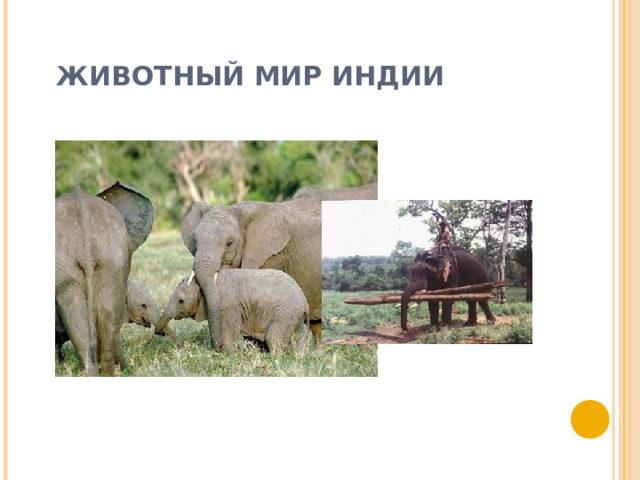ЖИВОТНЫЙ МИР ИНДИИ 
