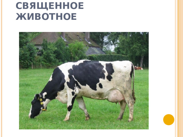 КОРОВА – СВЯЩЕННОЕ ЖИВОТНОЕ 