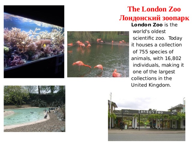 The London Zoo  Лондонский зоопарк London Zoo is the  world's oldest  scientific zoo. Today it houses a collection  of 755 species of animals, with 16,802  individuals, making it  one of the largest collections in the United Kingdom. 