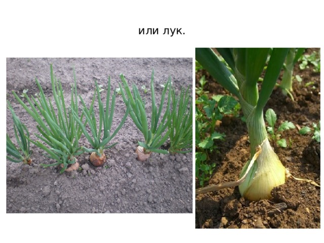 или лук. 