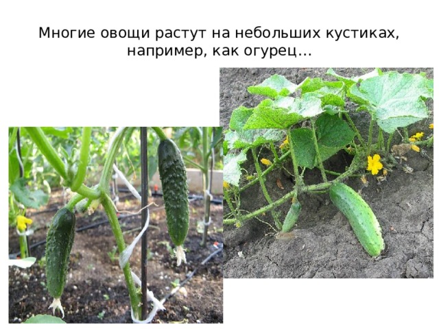 Многие овощи растут на небольших кустиках, например, как огурец… 
