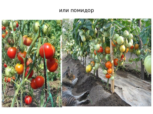 или помидор 