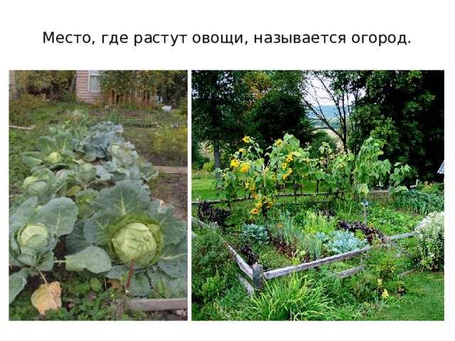 Место, где растут овощи, называется огород. 