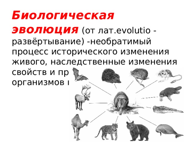 Биологическая эволюция   (от лат.evolutio - развёртывание) -необратимый процесс исторического изменения живого, наследственные изменения свойств и признаков живых организмов в ряду поколений. 