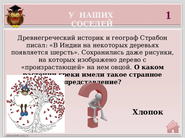 1 У наших соседей Древнегреческий историк и географ Страбон писал: «В Индии на некоторых деревьях появляется шерсть». Сохранились даже рисунки, на которых изображено дерево с «произрастающей» на нем овцой. О каком растении греки имели такое странное представление?    Хлопок 
