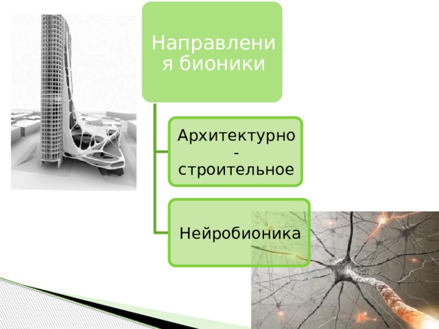 Направления бионики Архитектурно-строительное Нейробионика 