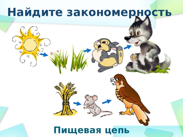 Пищевая цепь 