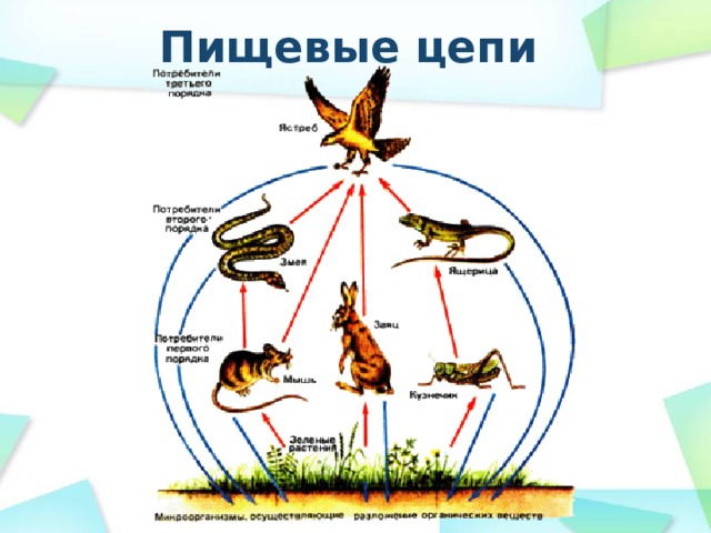 Пищевые цепи 