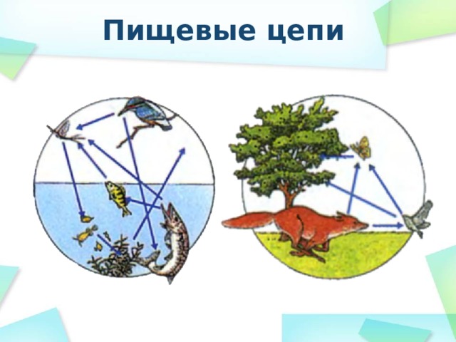 Пищевые цепи 
