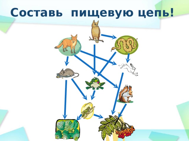 Составь пищевую цепь! 