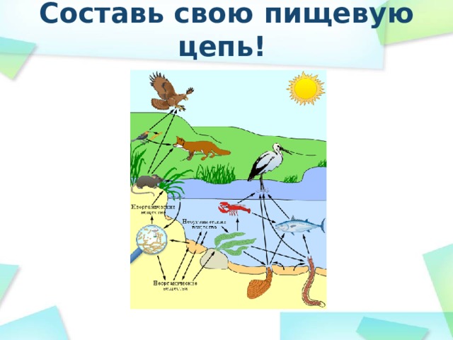Составь свою пищевую цепь! 