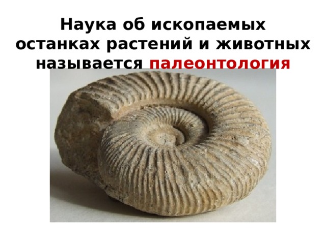 Наука об ископаемых останках растений и животных называется палеонтология 