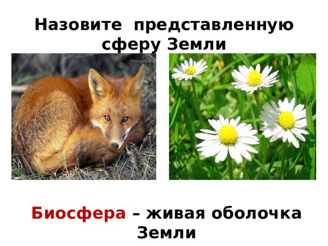 Назовите представленную сферу Земли Биосфера – живая оболочка Земли 