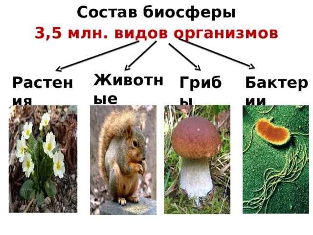 Состав биосферы 3,5 млн. видов организмов Животные Растения Грибы Бактерии 